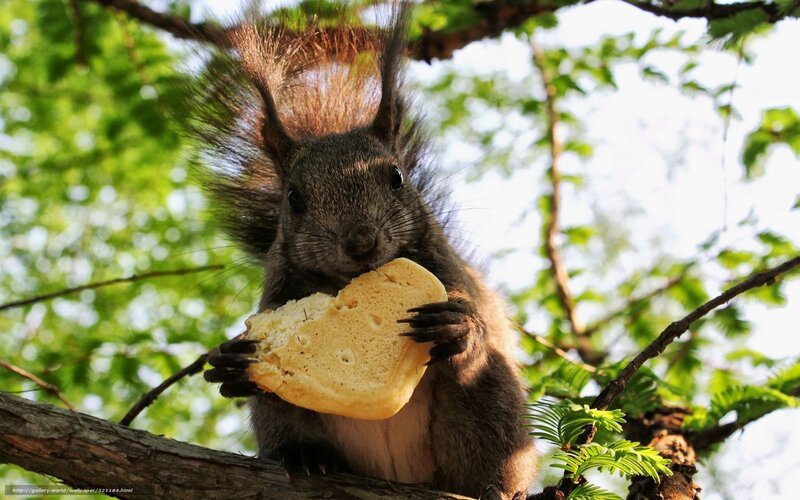 Squirrel Eating Bread — Green, Calm, Afternoon, Photograph, Tree Branch