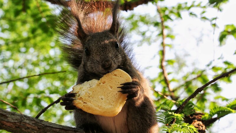 Squirrel Eating Bread — Green, Calm, Afternoon, Photograph, Tree