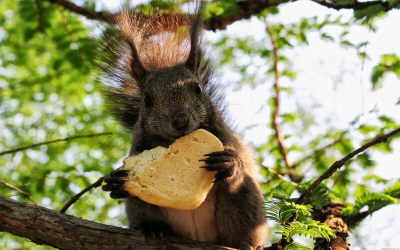 Squirrel Eating Bread — Green, Calm, Afternoon