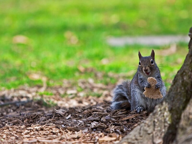 Squirrel Eating Bread — Green, Calm