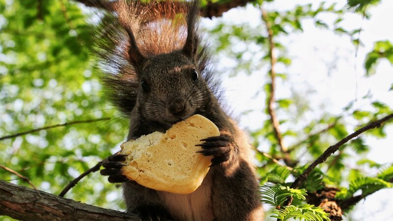 Squirrel eating bread in tree