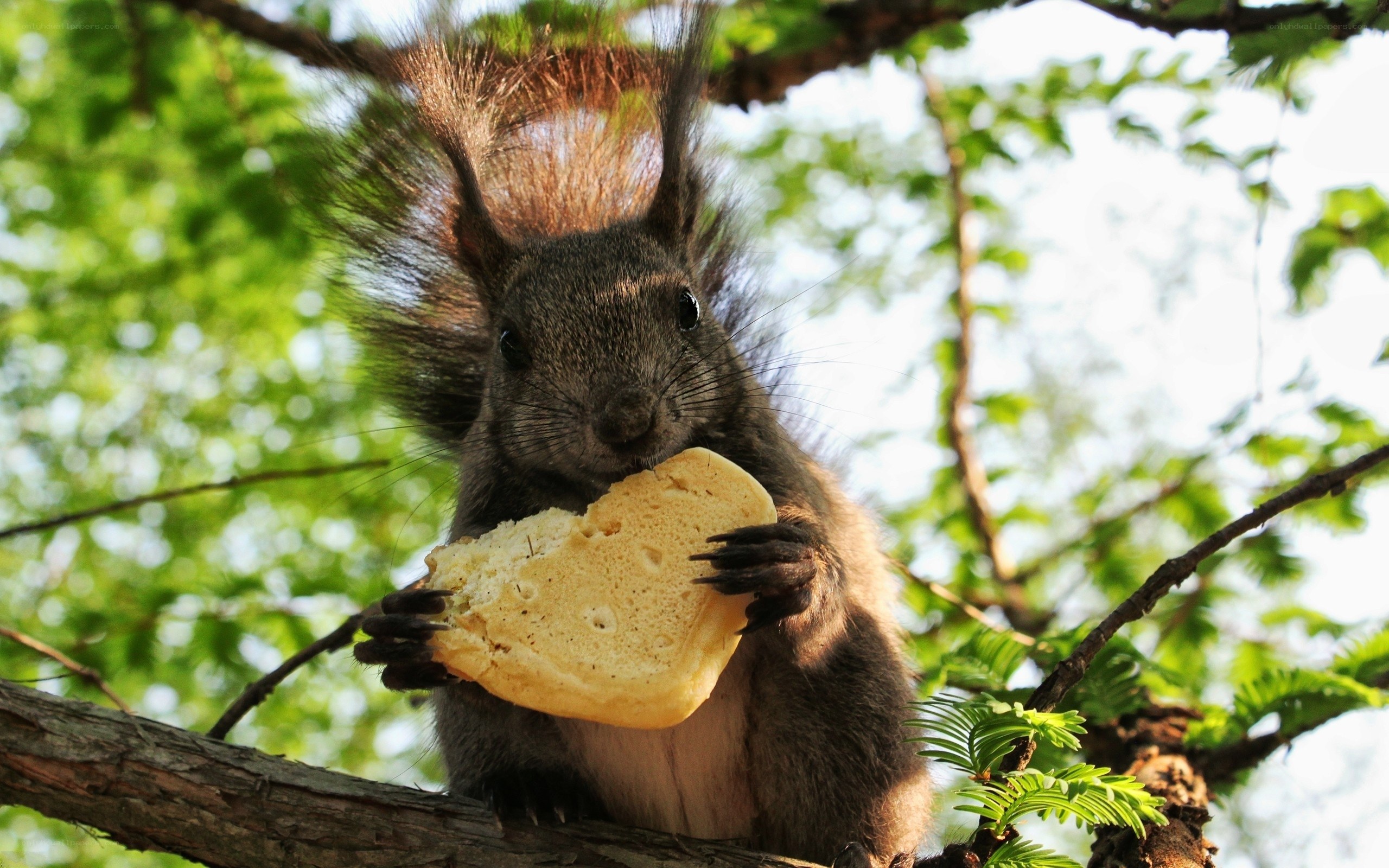 Squirrel eating bread in tree