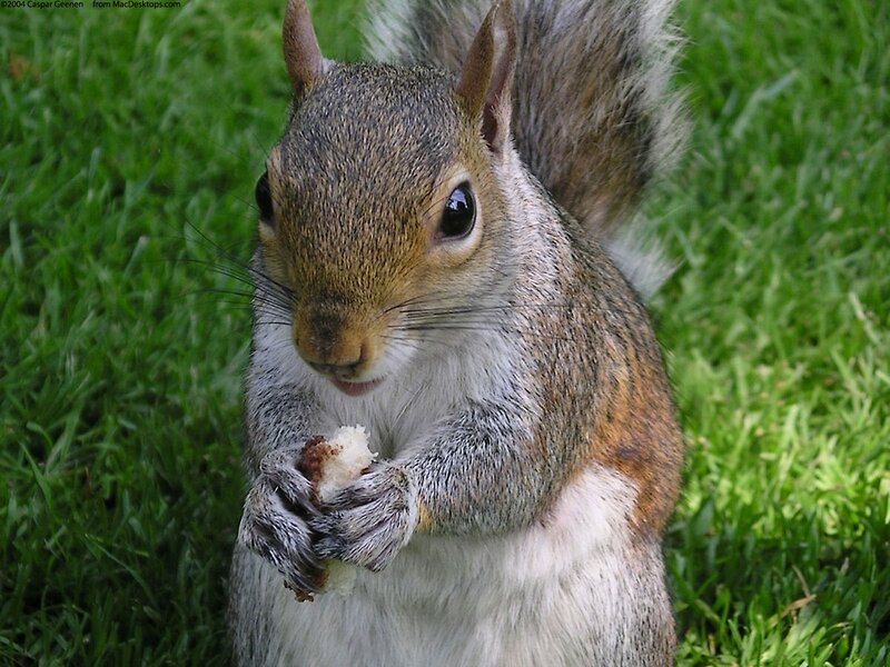 squirrel eating bread on grass