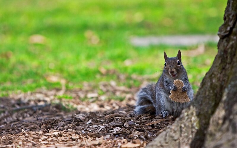 Squirrel eating bread