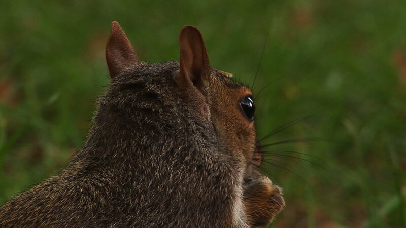 Squirrel Eating — Brown