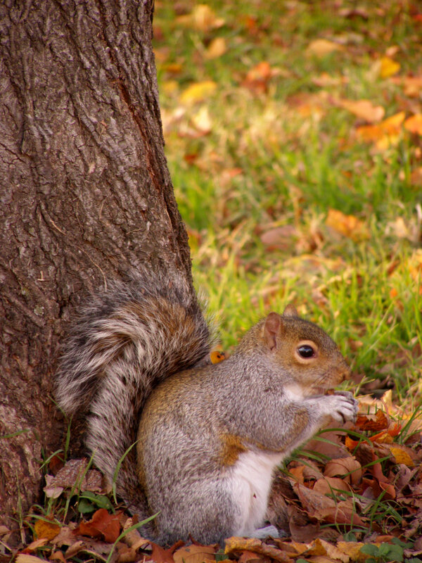 Squirrel eating by tree