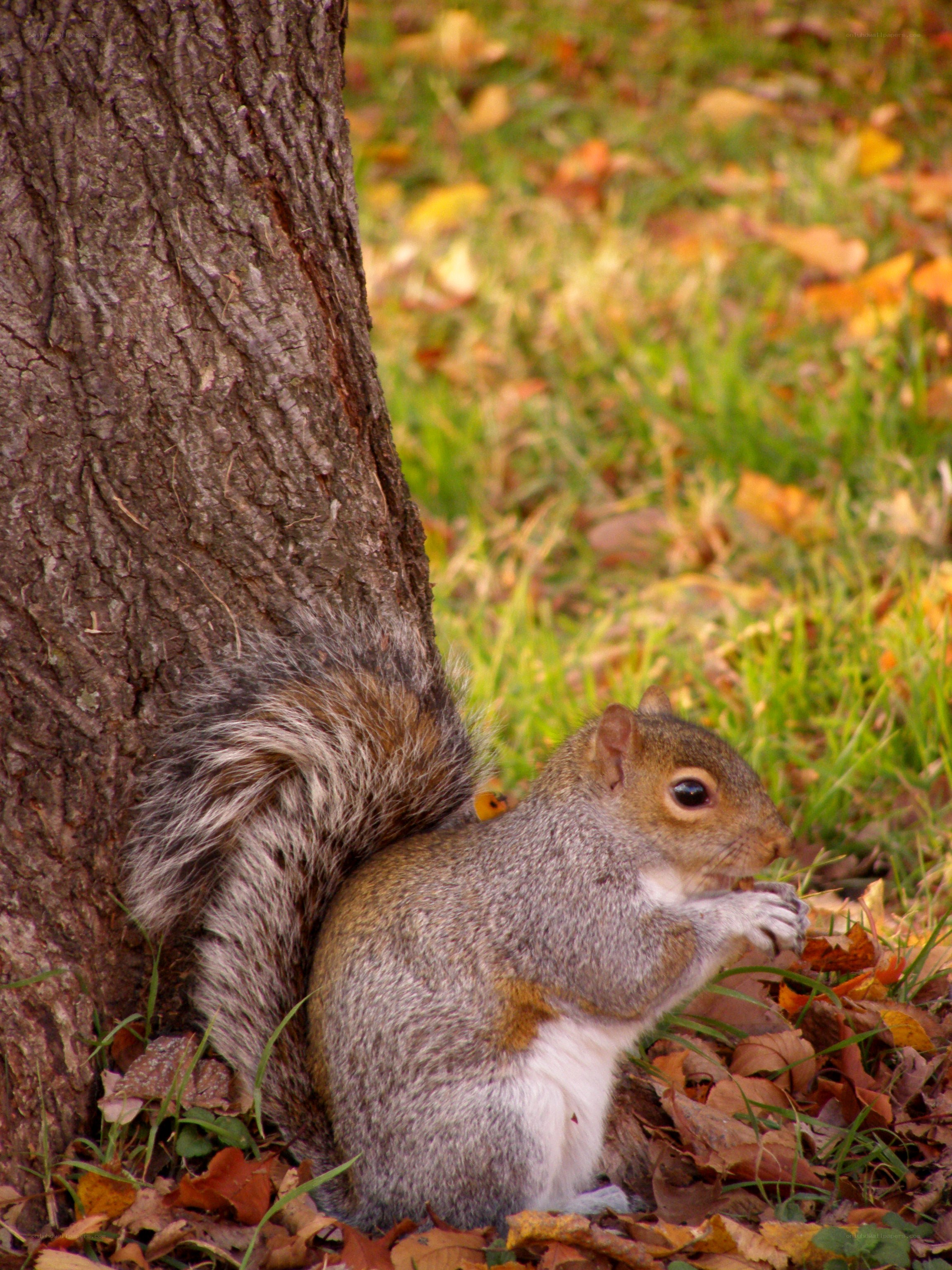 Squirrel eating by tree