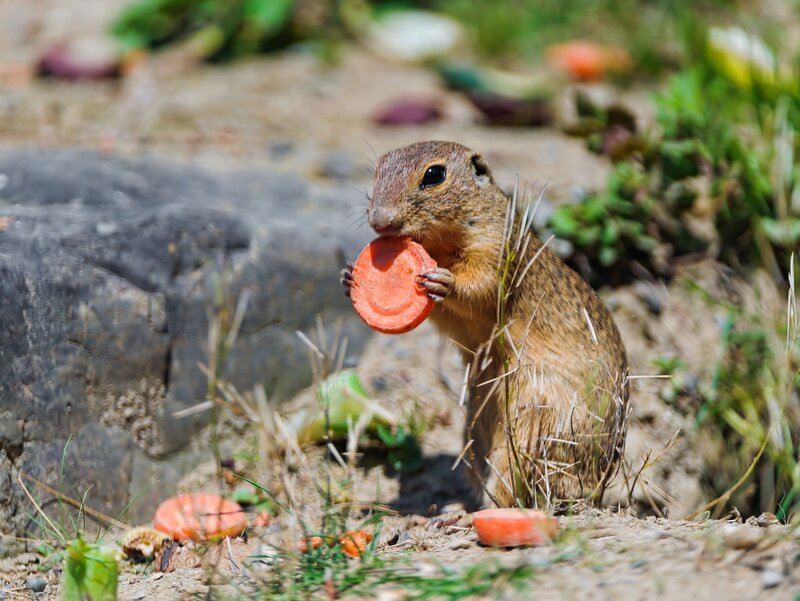 Squirrel eating carrot slice