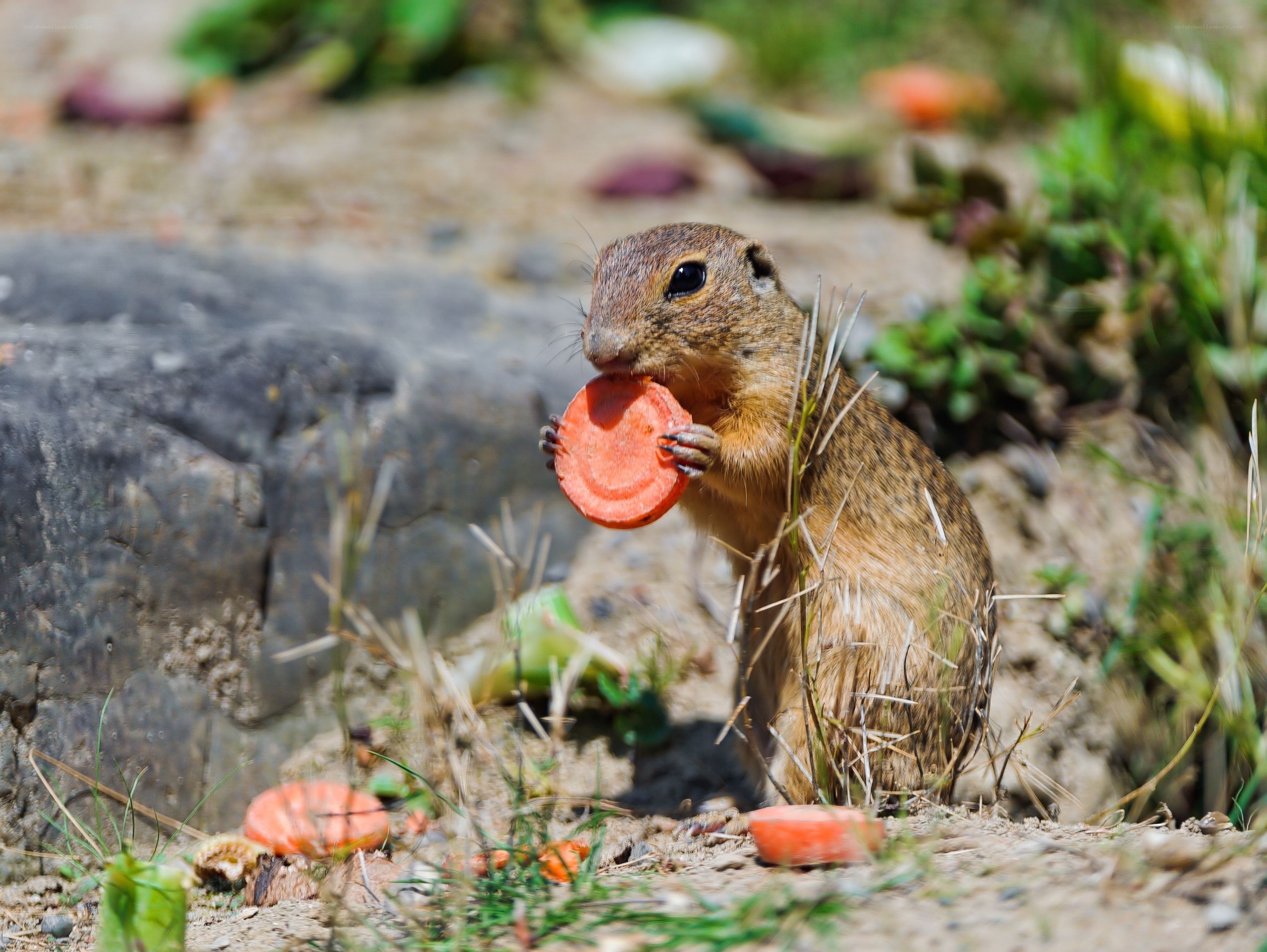 Squirrel eating carrot slice