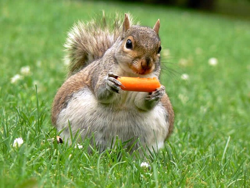 Squirrel Eating Carrot