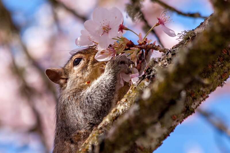 Squirrel Eating Cherry Blossoms — Pink