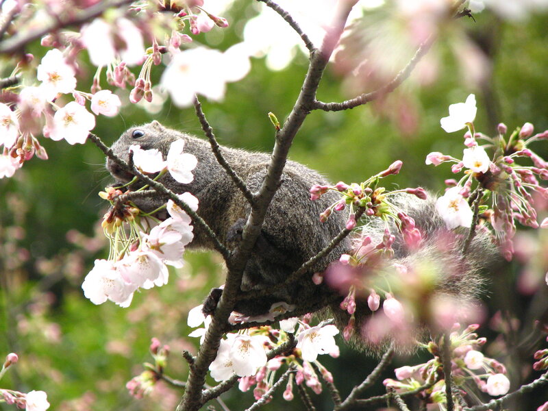 Squirrel eating cherry blossoms