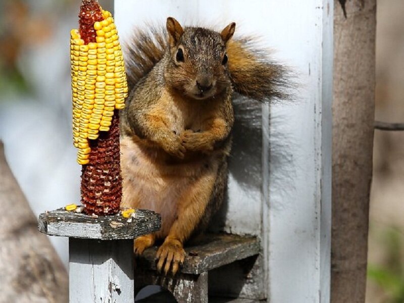 Squirrel Eating Corn — Brown, Calm, Afternoon