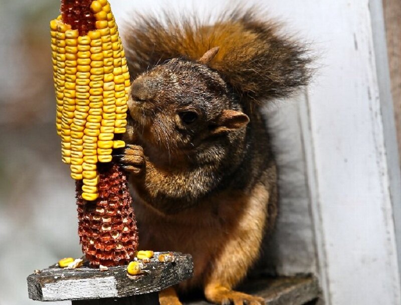 Squirrel Eating Corn — Brown, Calm