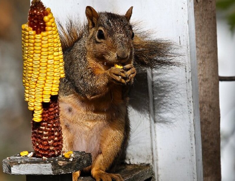 Squirrel Eating Corn — Brown