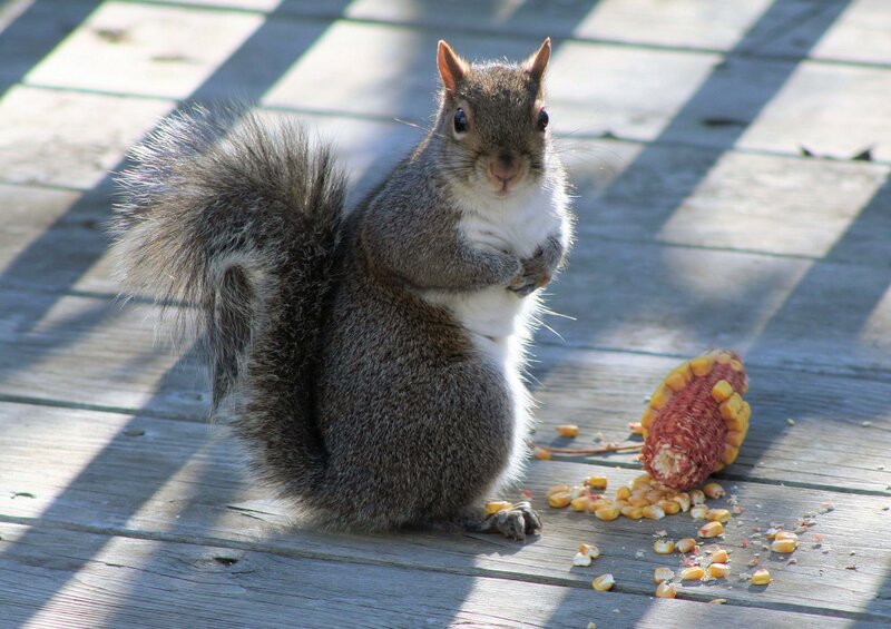 Squirrel Eating Corn — Gray