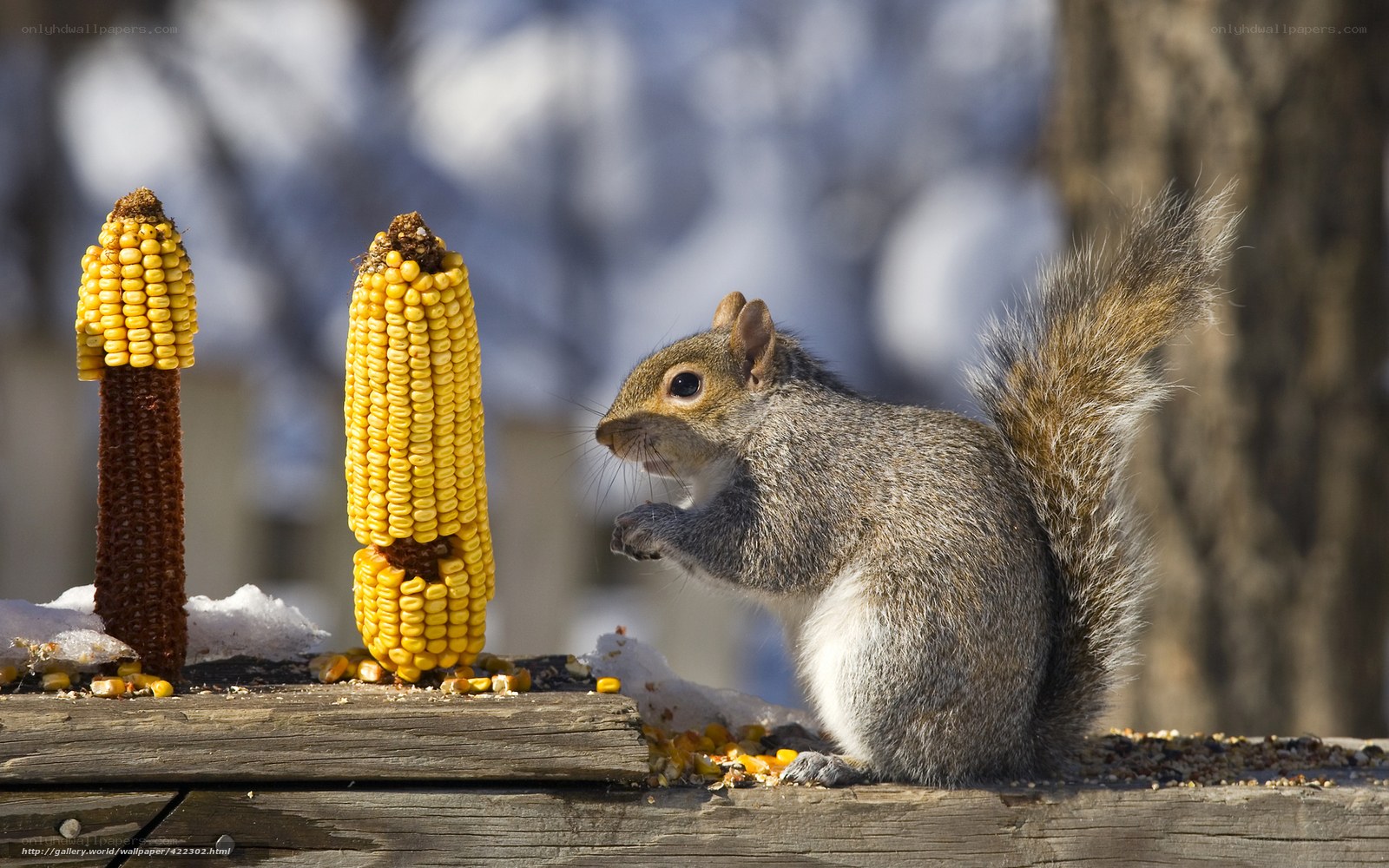 Squirrel eating corn on a feeder