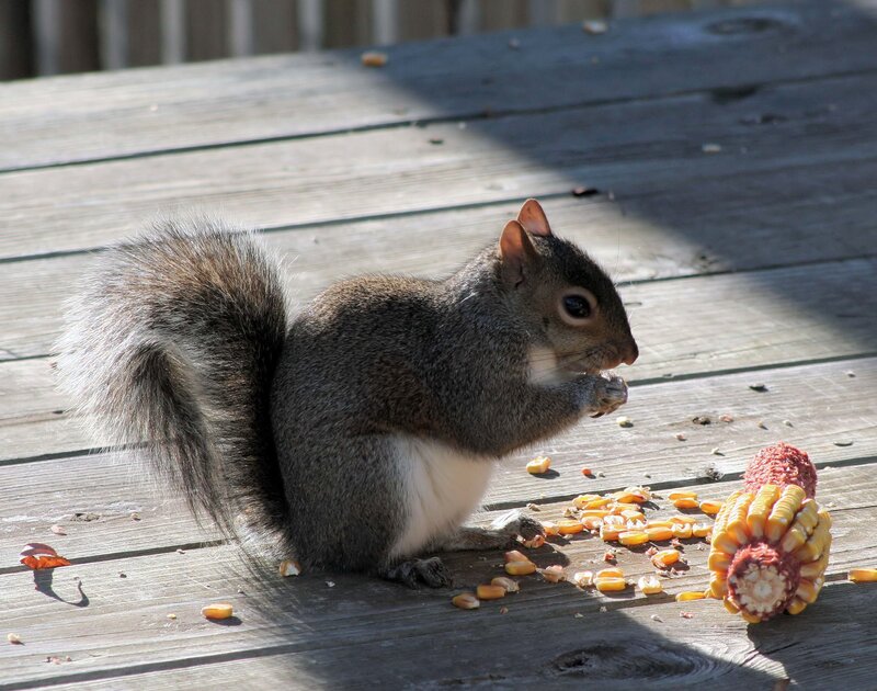 squirrel eating corn on deck