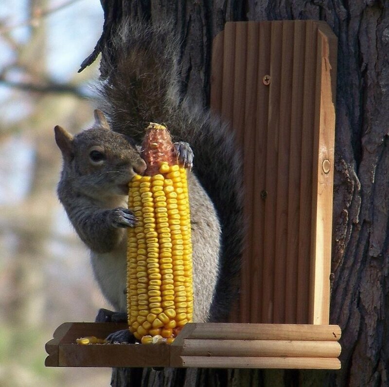 squirrel eating corn on the cob