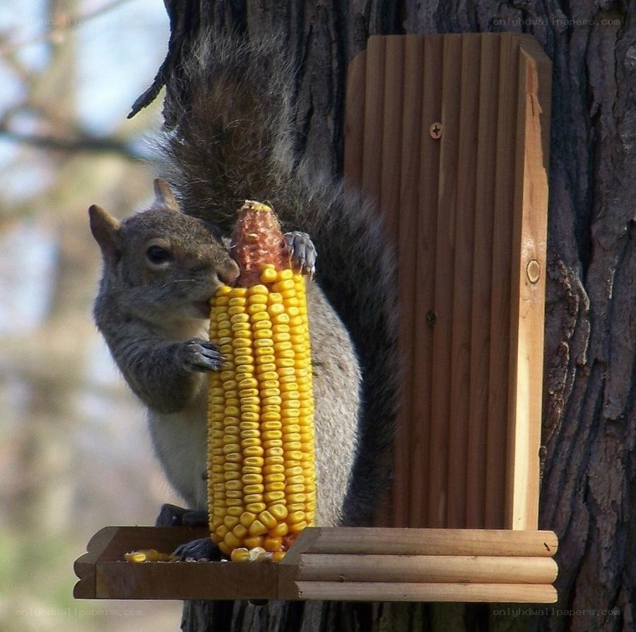 squirrel eating corn on the cob