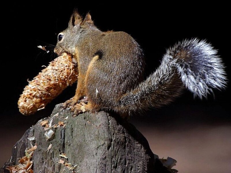 Squirrel Eating Corn