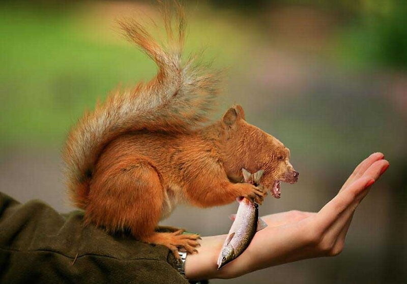 Squirrel eating fish from hand