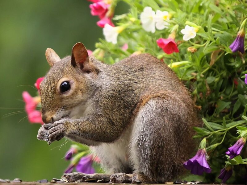 Squirrel Eating Flower — Brown