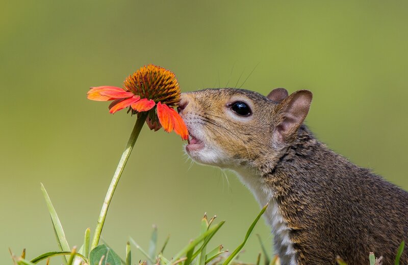 Squirrel Eating Flower — Green, Calm, Afternoon