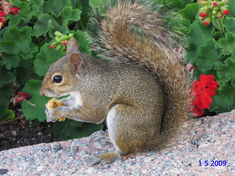 Squirrel Eating Flower — Green, Calm