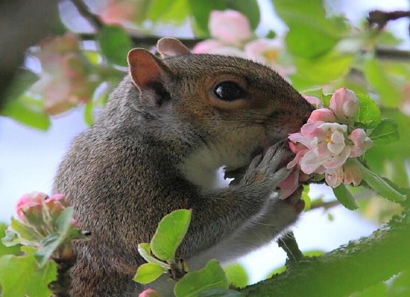 Squirrel Eating Flower — Green