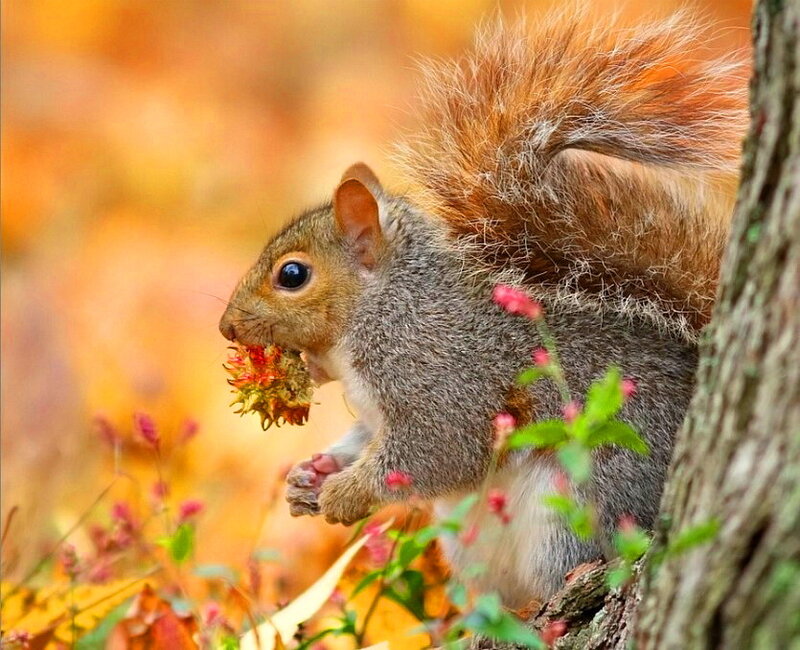 Squirrel Eating Flower — Orange