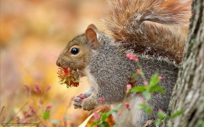 Squirrel eating flower