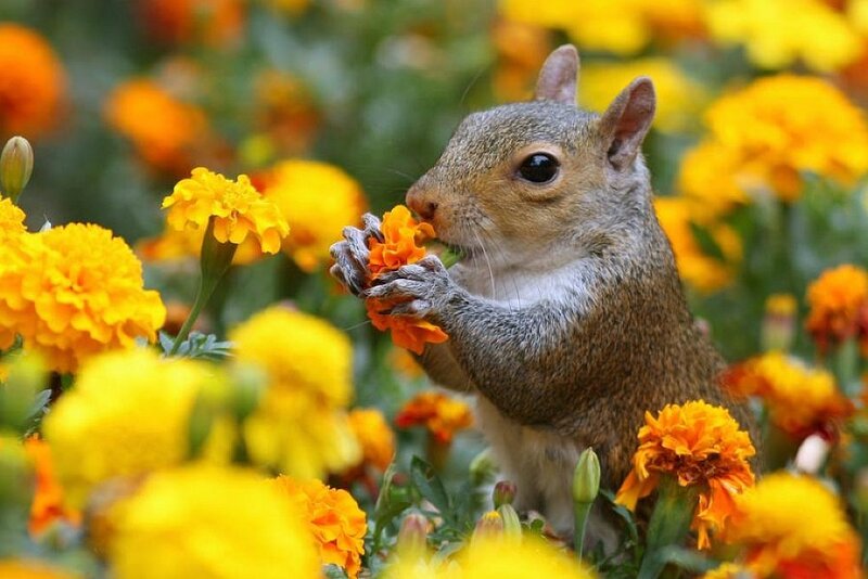 Squirrel Eating Flower — Yellow