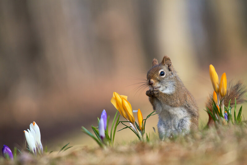 Squirrel Eating Flowers