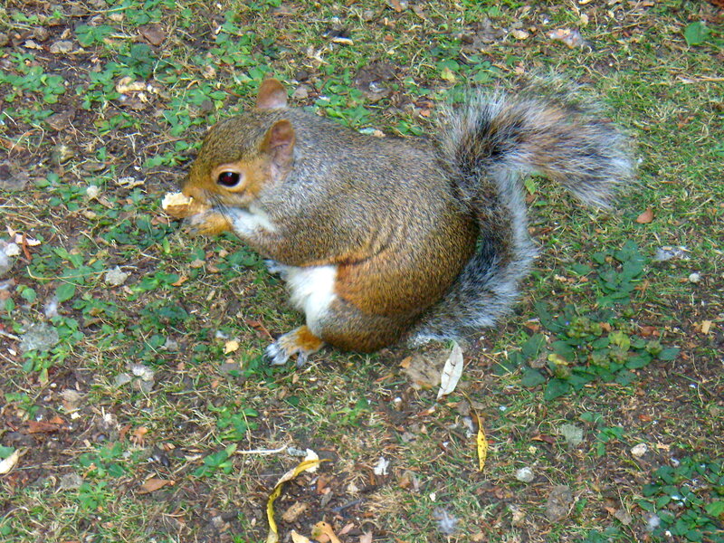 Squirrel Eating Food — Brown, Calm, Autumn