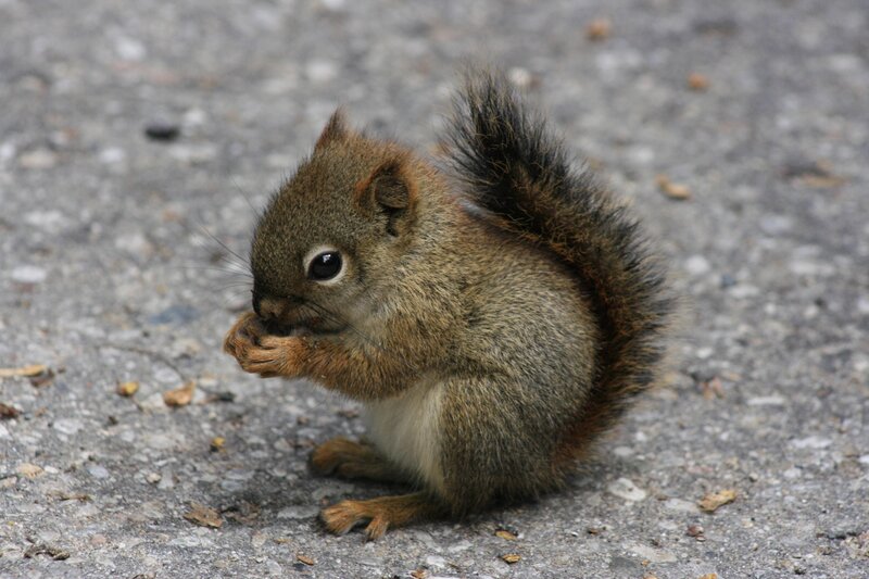 Squirrel Eating Food — Brown, Calm, Photograph, Ground