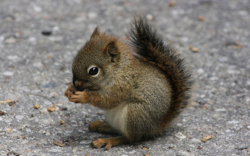 Squirrel Eating Food — Brown, Calm, Photograph