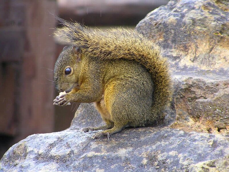 Squirrel Eating Food — Brown, Calm