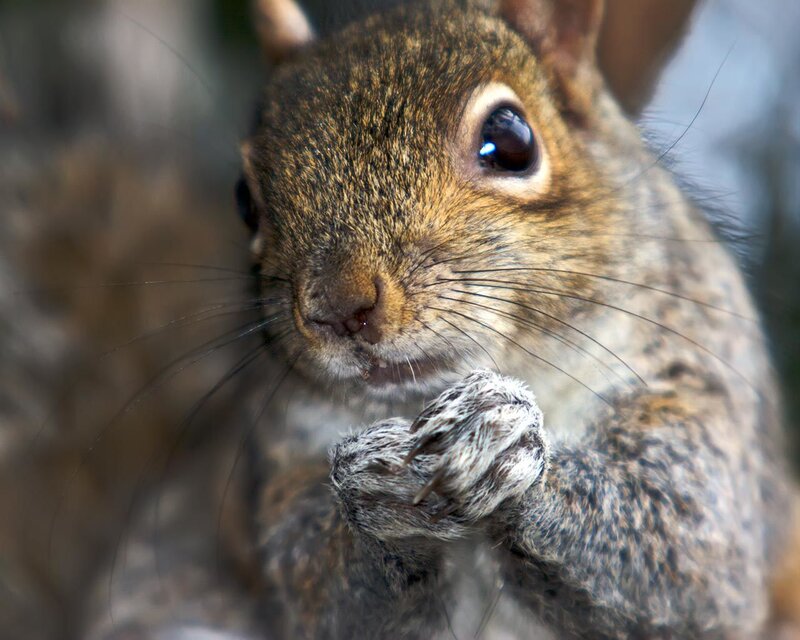 Squirrel Eating Food — Brown, Curious