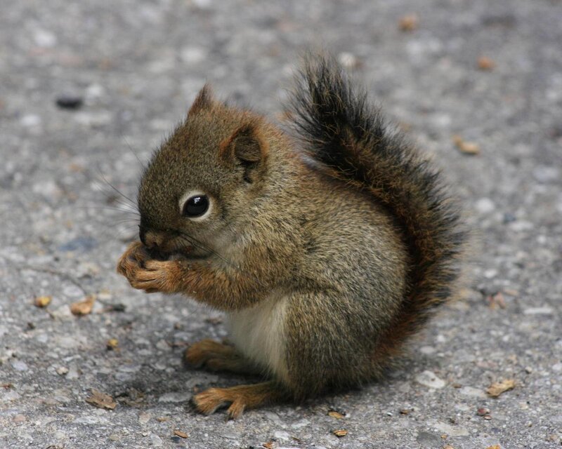 Squirrel Eating Food — Brown