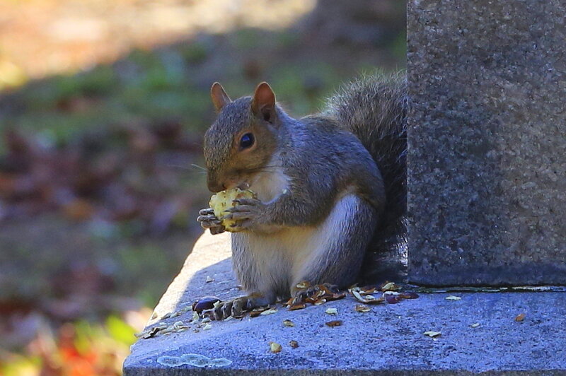 Squirrel Eating Food — Gray, Calm