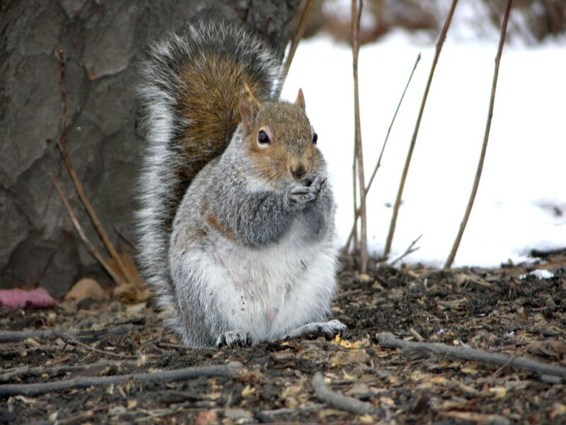 Squirrel Eating Food — Gray