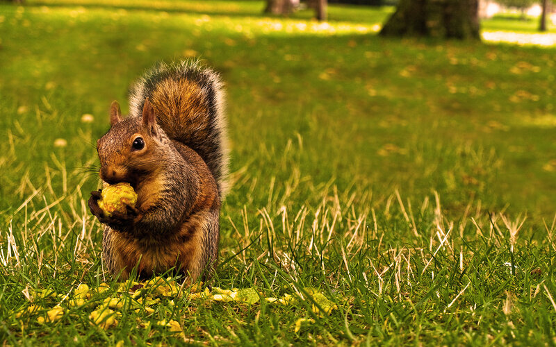 Squirrel Eating Food — Green, Calm