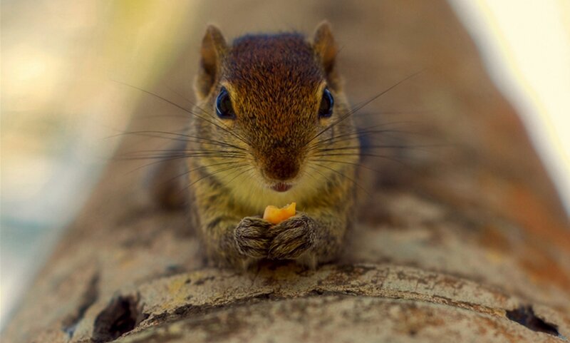 Squirrel Eating Food