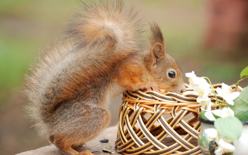 Squirrel eating from a basket