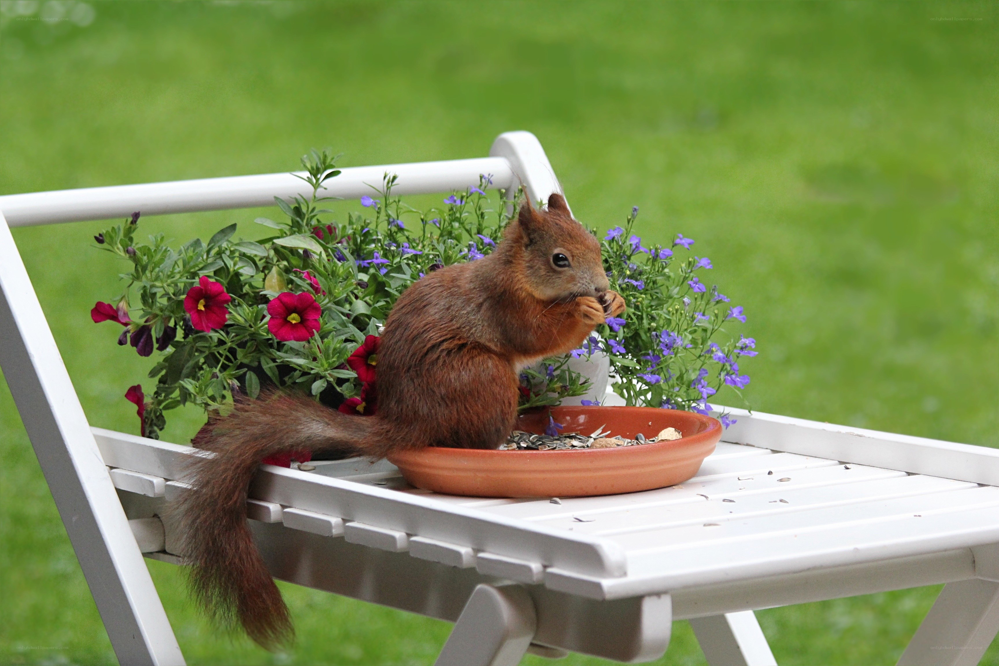 Squirrel eating from a bowl