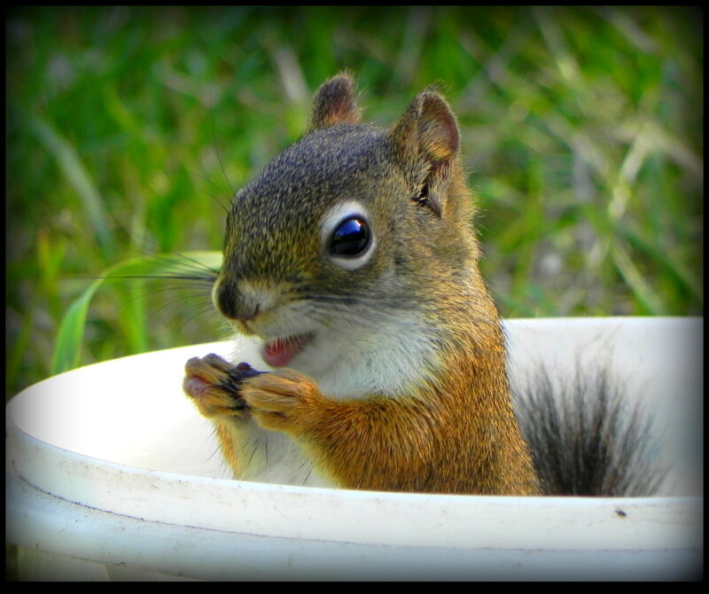Squirrel Eating from Bucket