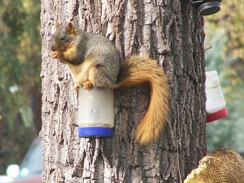Squirrel Eating from Container