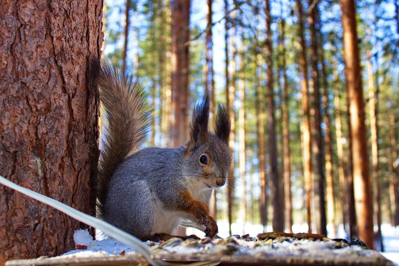 Squirrel Eating from Feeder — Brown