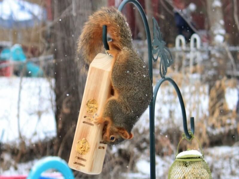 Squirrel Eating from Feeder